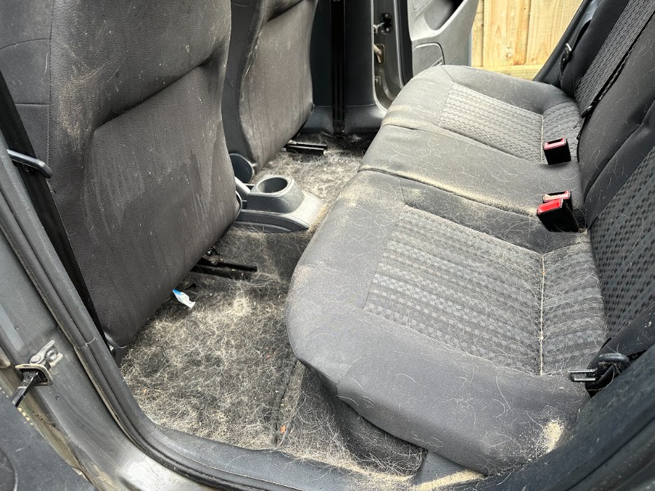 Before — Interior Detail — Rear seats and carpets deep cleaned and pet hair removed